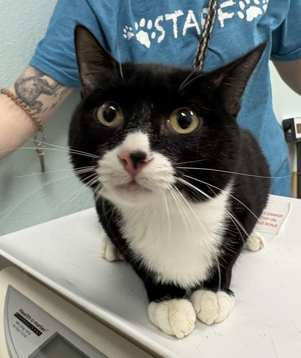 Enlarge Dr Pepper, a Adoptable mixed breed in Sioux City, IA image 2/2