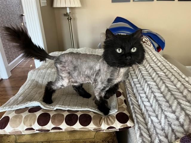 Enlarge CHOCOCAT, a Adoptable Domestic Long Hair in Louisville, KY image 1/1