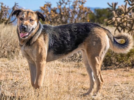 GRETA, Adoptable, Young Female Mixed Breed.
