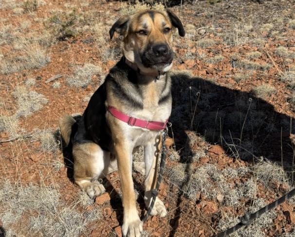 GRETA, Adoptable, Young Female Mixed Breed.