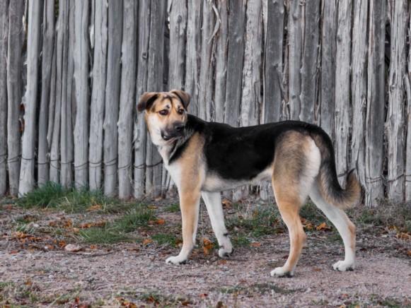 GRETA, Adoptable, Young Female Mixed Breed.