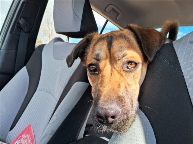 GRETA, Adoptable, Young Female Mixed Breed.