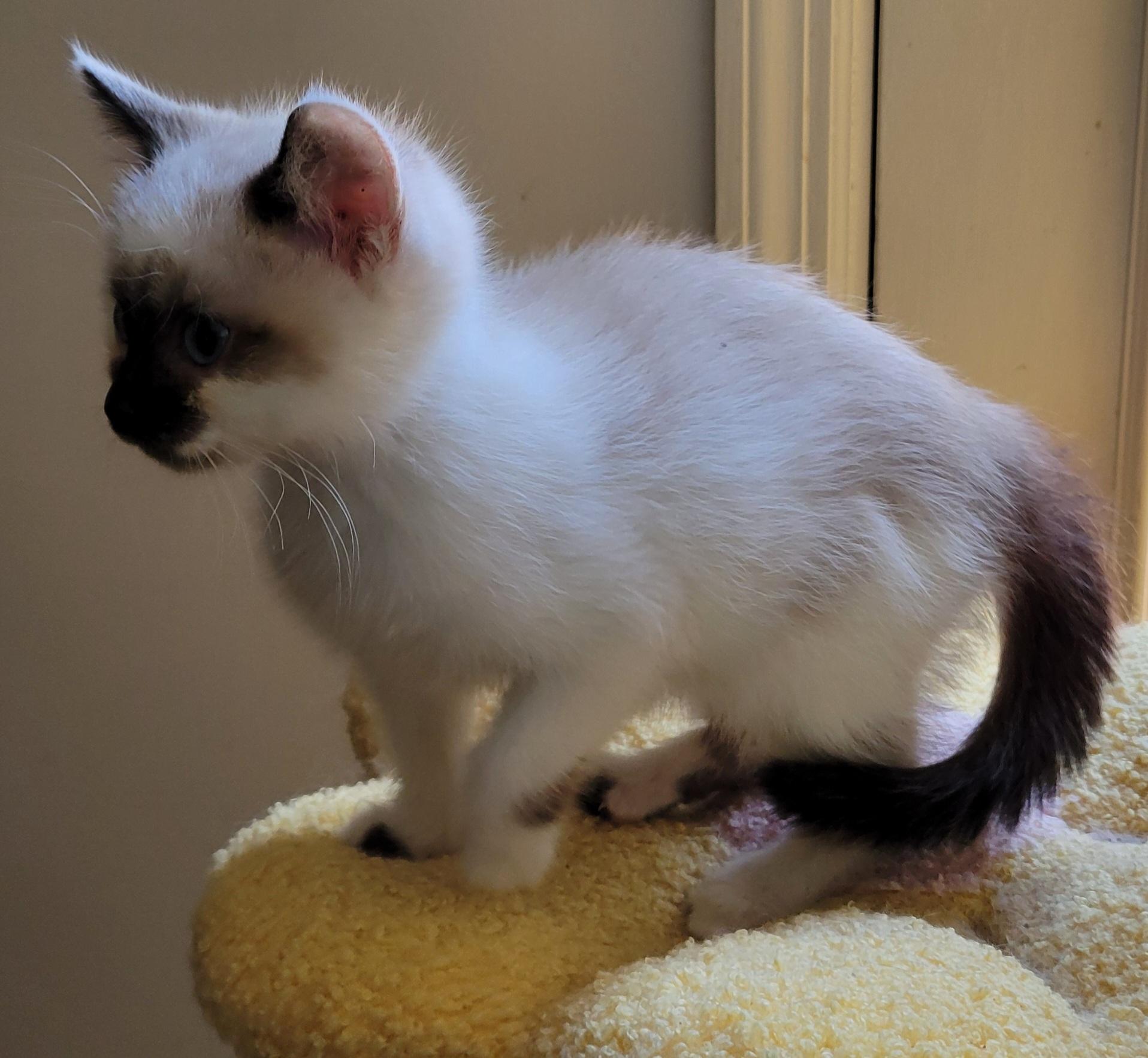 Penne, a ADOPTABLE Siamese in Knoxville, TN image 2/2