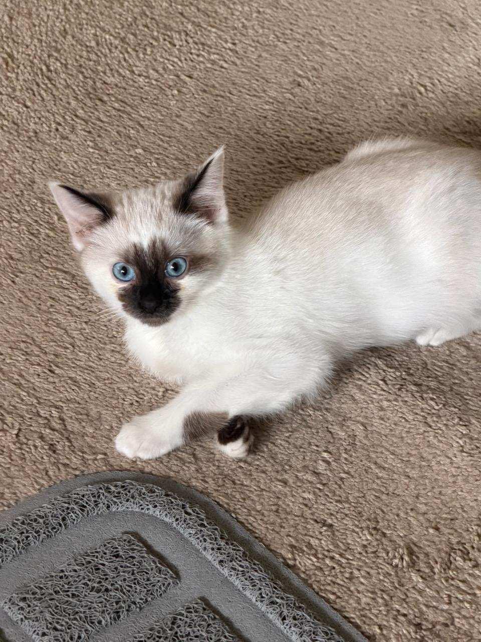 Penne, adoptable, Kitten Female Siamese.