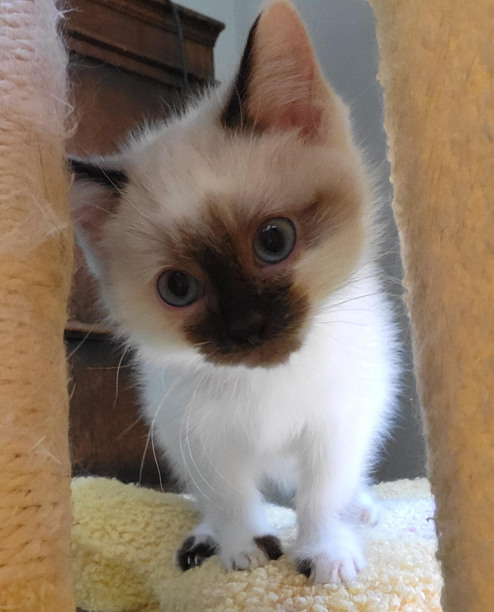 Penne, ADOPTABLE, Kitten Female Siamese.