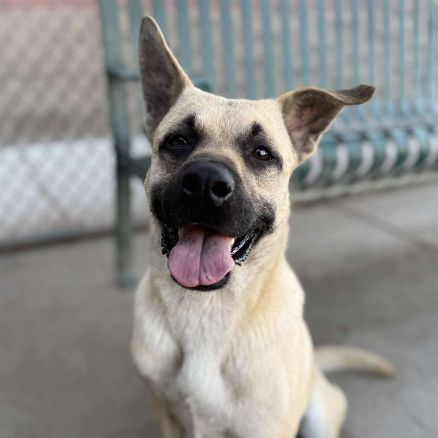 THEA, Adoptable, Young Female German Shepherd Dog & Mixed Breed.