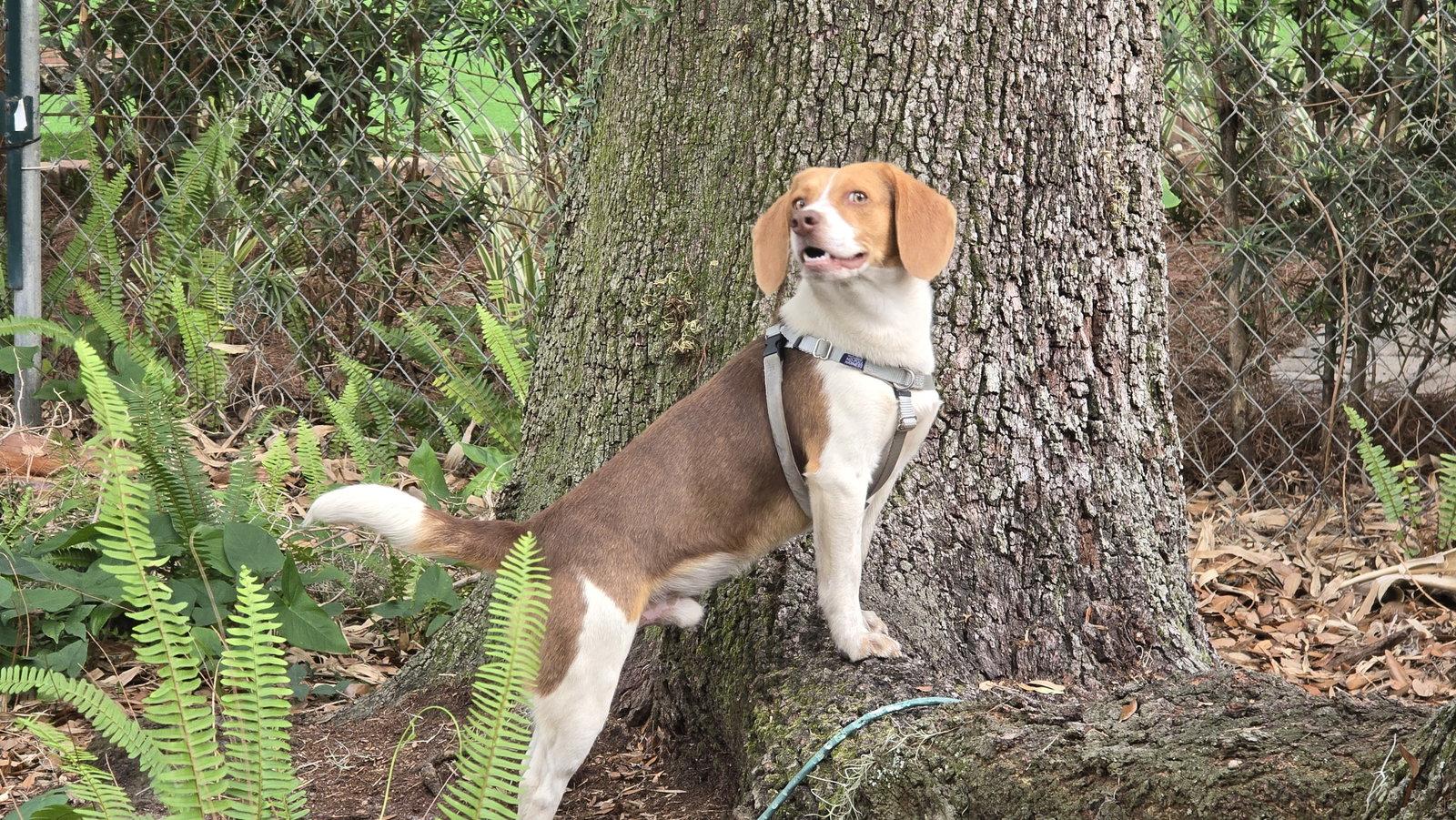 Gustopher, Adopted, Adult Male Beagle.