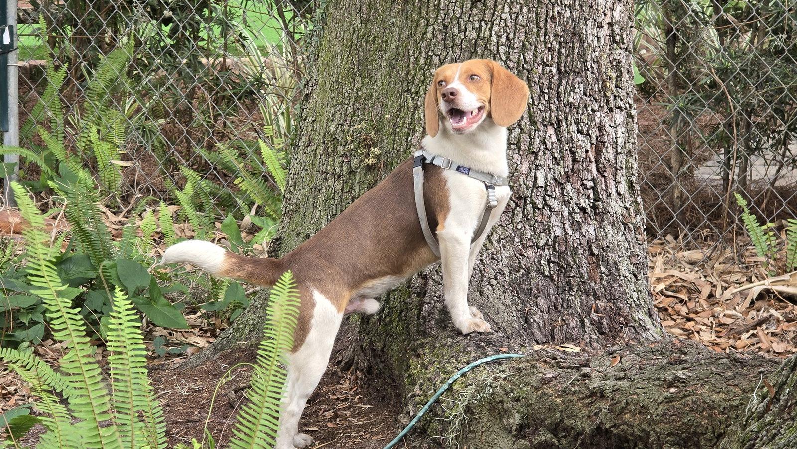 Gustopher, a Adopted Beagle in Tampa, FL image 2/3