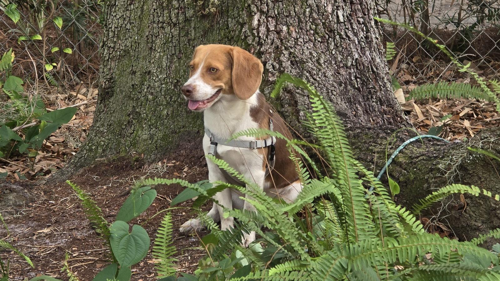 Gustopher, a Adopted Beagle in Tampa, FL image 3/3