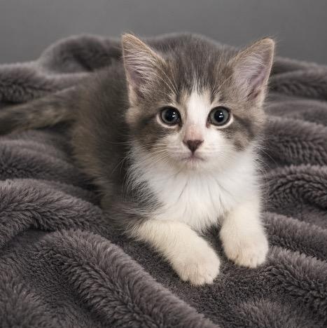 Enlarge Claira, a Adoptable mixed breed in Andover, MN image 2/3