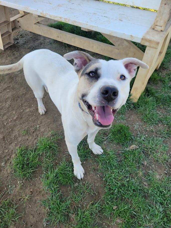 Enlarge FROSTY 443-25 (CELL PROGRAM), a ADOPTABLE mixed breed in Cambridge, OH image 2/6