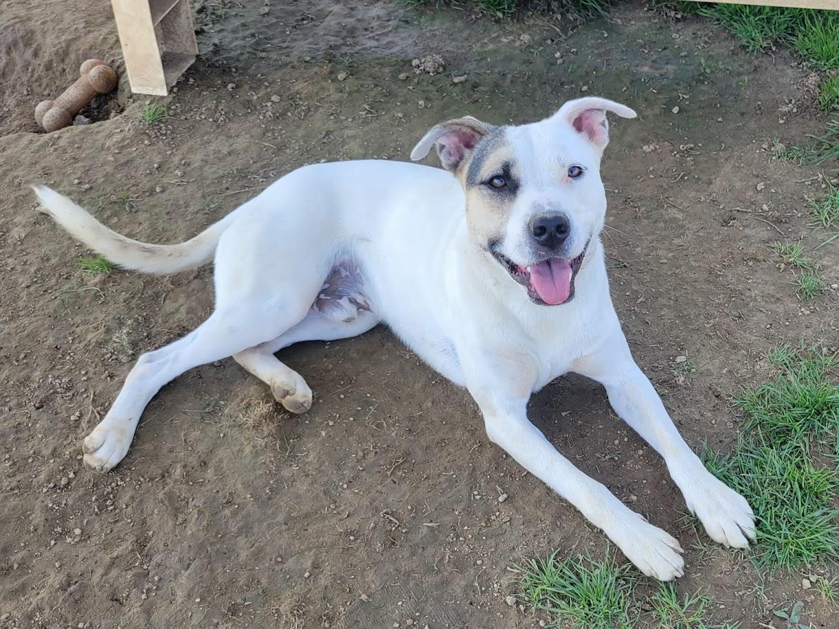 Enlarge FROSTY 443-25 (CELL PROGRAM), a ADOPTABLE mixed breed in Cambridge, OH image 4/6