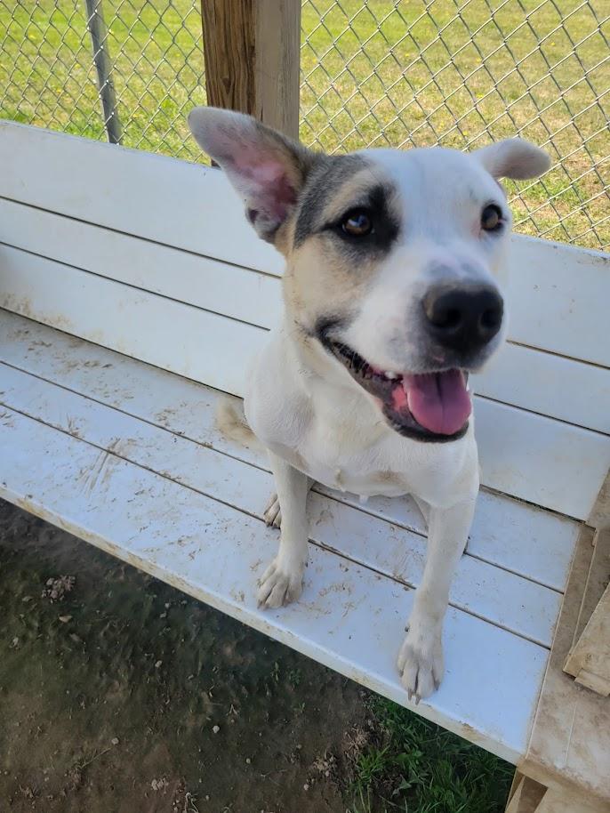 Enlarge FROSTY 443-25 (CELL PROGRAM), a ADOPTABLE mixed breed in Cambridge, OH image 1/6