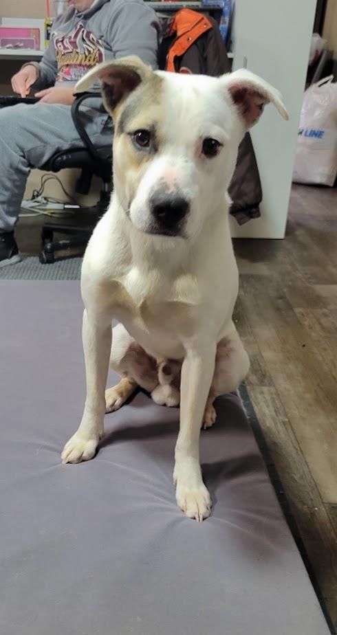 FROSTY 443-25, ADOPTABLE, Young Male Mixed Breed.