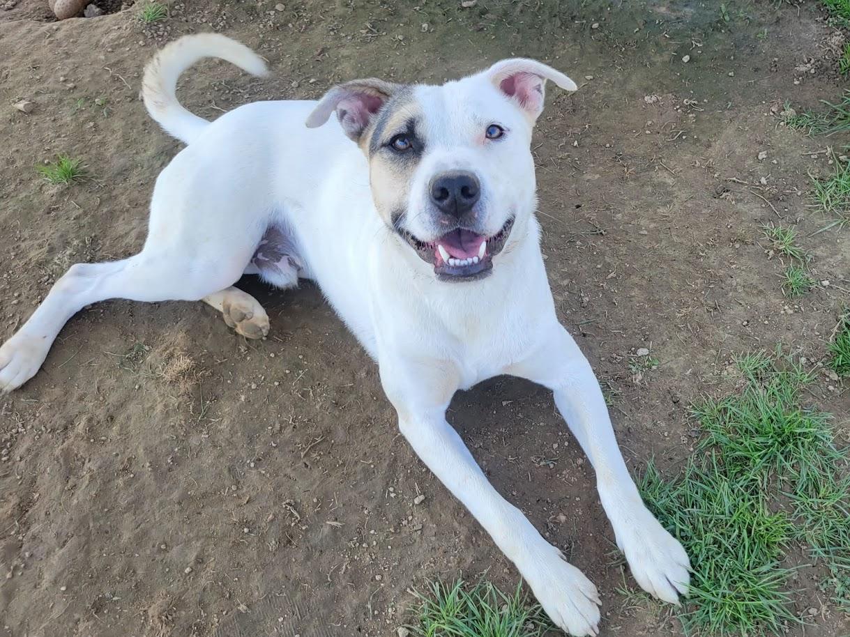 Enlarge FROSTY 443-25 (CELL PROGRAM), a ADOPTABLE mixed breed in Cambridge, OH image 5/6