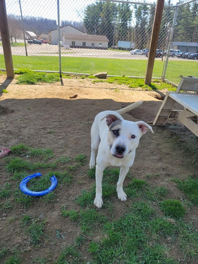 Enlarge FROSTY 443-25 (CELL PROGRAM), a ADOPTABLE mixed breed in Cambridge, OH image 3/6