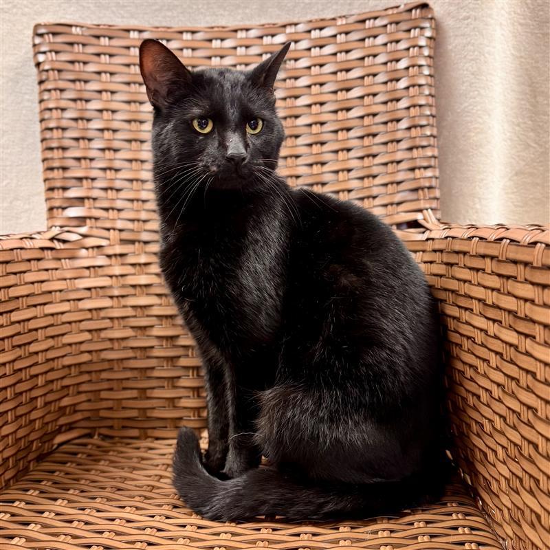 Enlarge Porter, a ADOPTABLE Domestic Short Hair in Midland, MI image 3/6