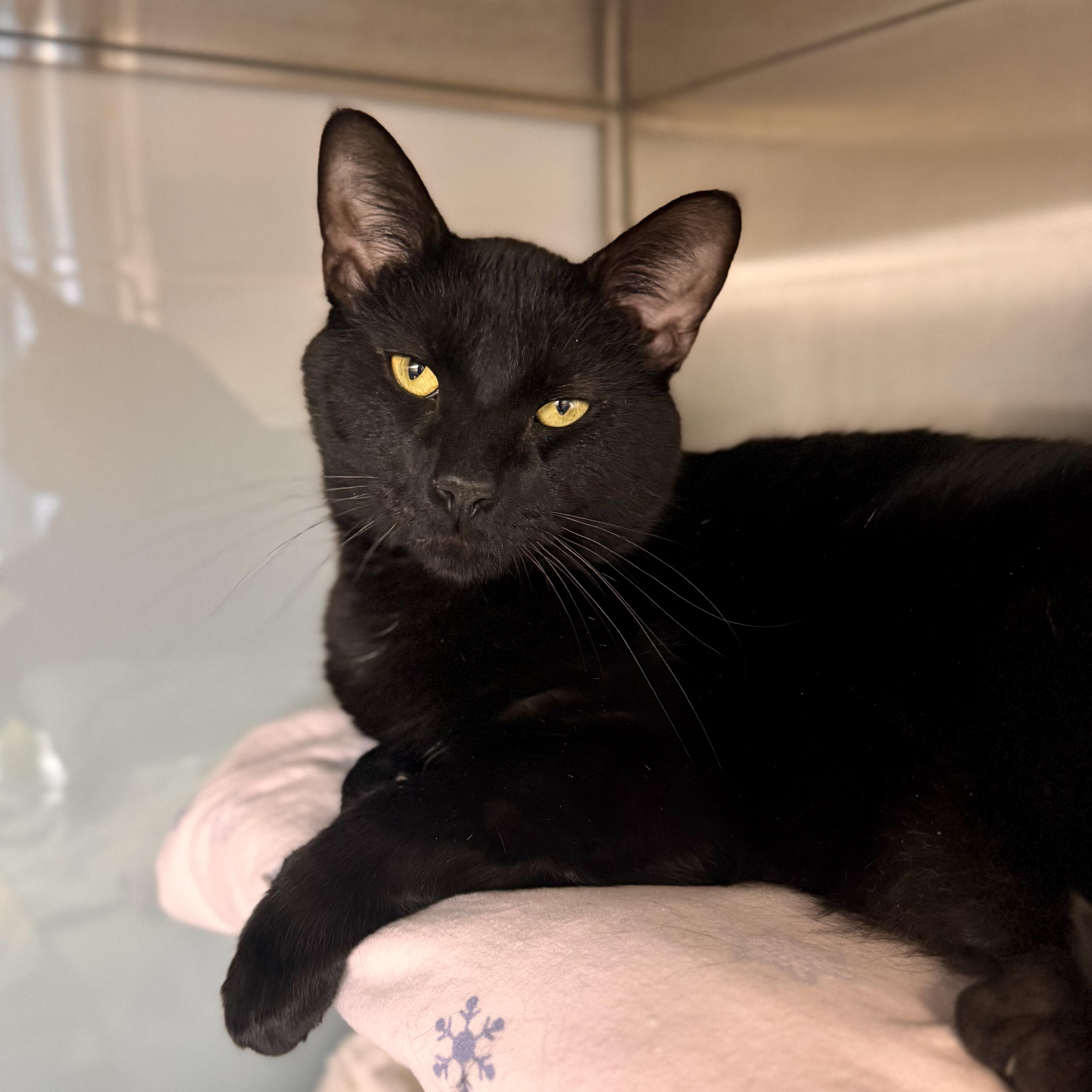 Enlarge Porter, a ADOPTABLE Domestic Short Hair in Midland, MI image 6/6