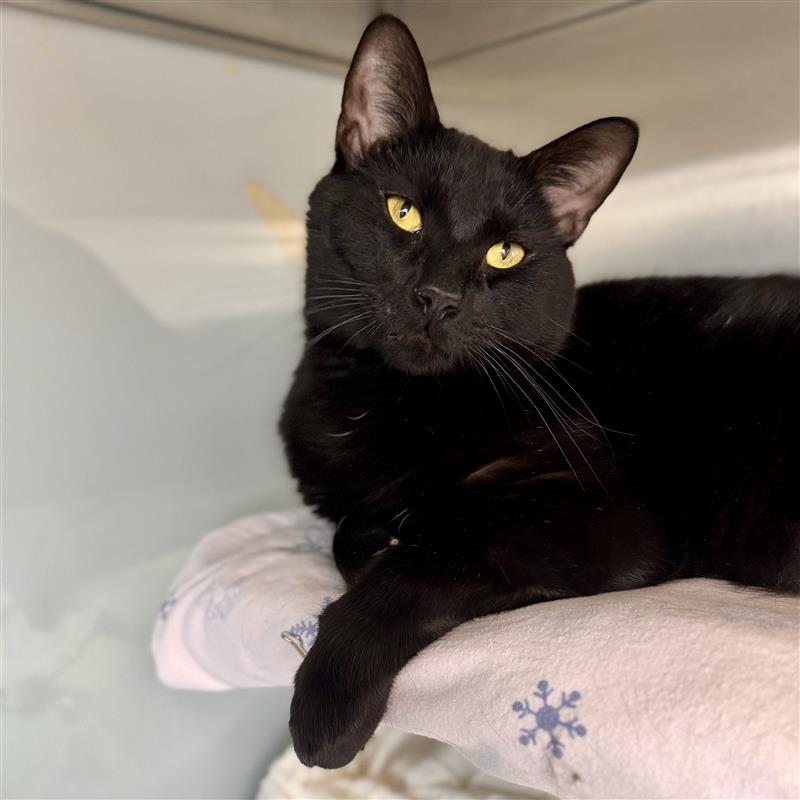 Enlarge Porter, a ADOPTABLE Domestic Short Hair in Midland, MI image 5/6