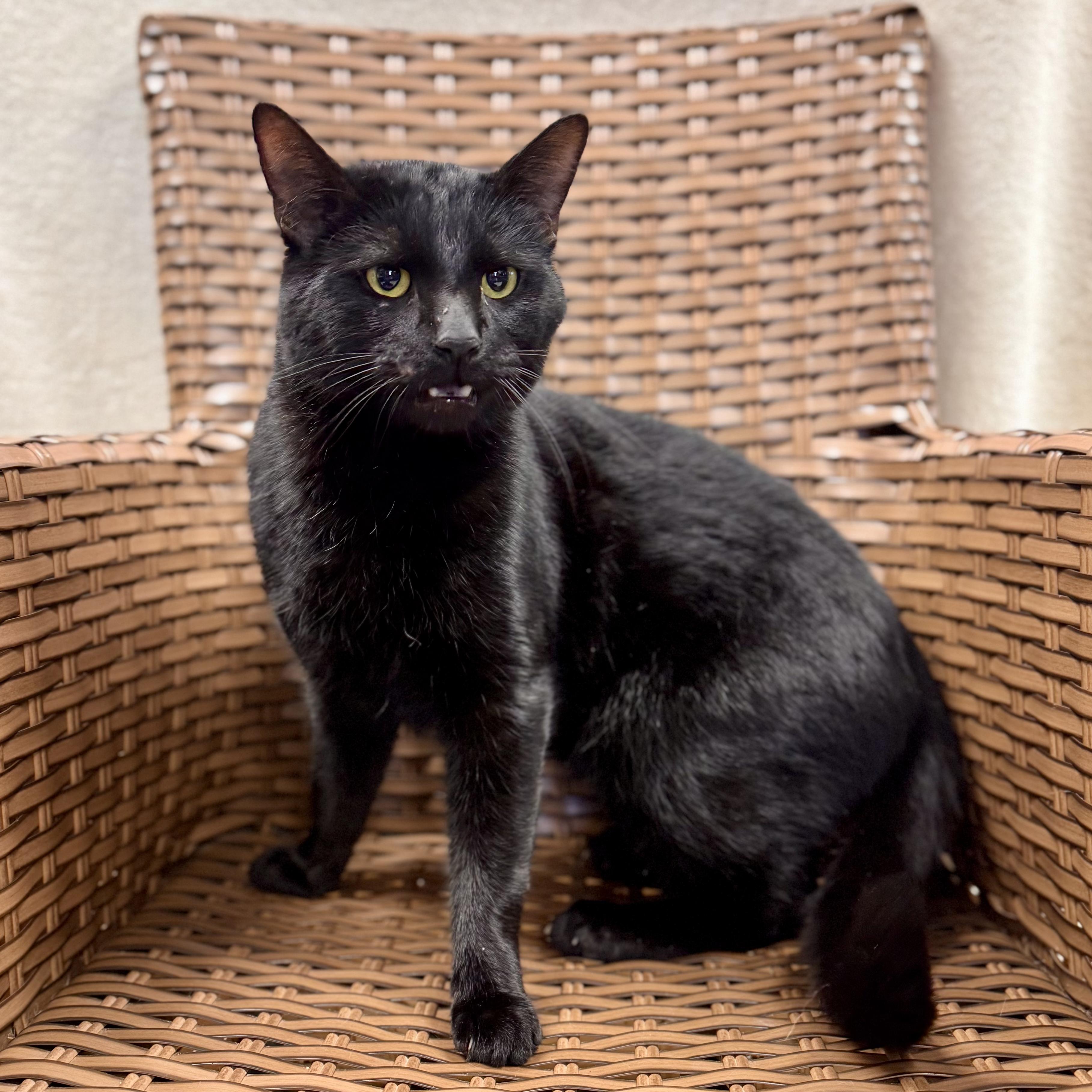 Enlarge Porter, a ADOPTABLE Domestic Short Hair in Midland, MI image 2/6