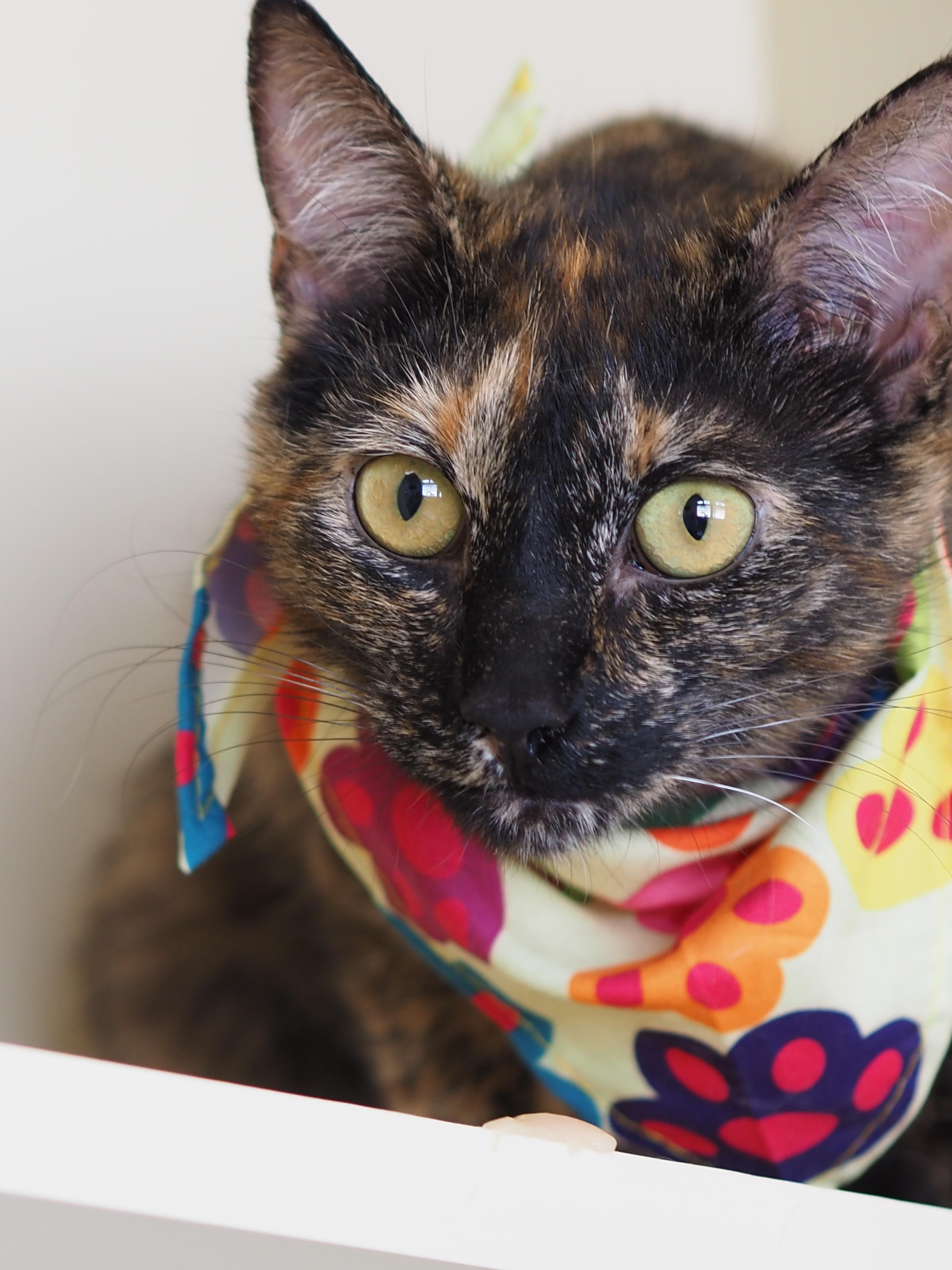 Celeste, ADOPTABLE, Young Female Domestic Short Hair.