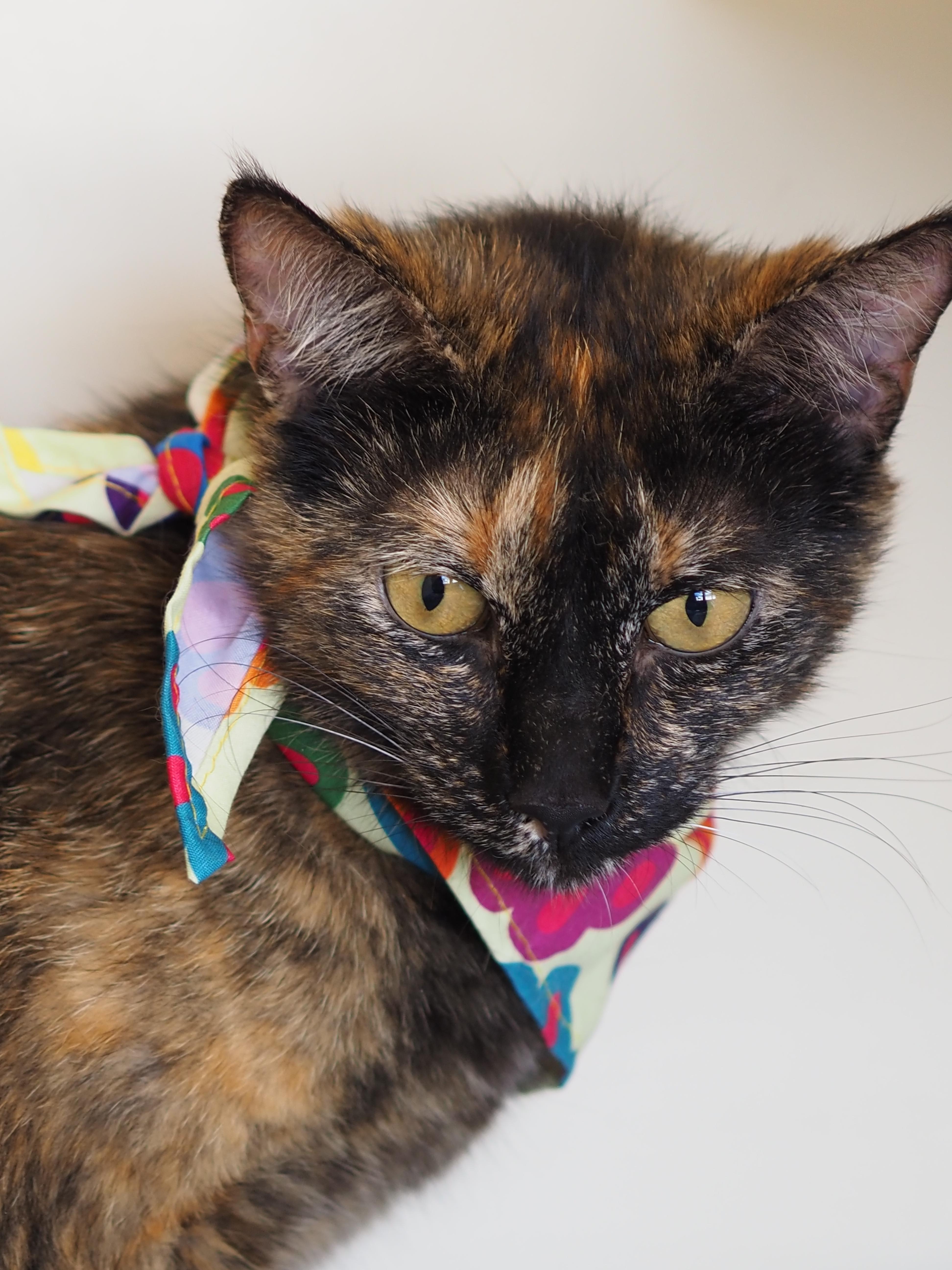 Celeste, a ADOPTABLE mixed breed in Buena Vista, CO image 3/3