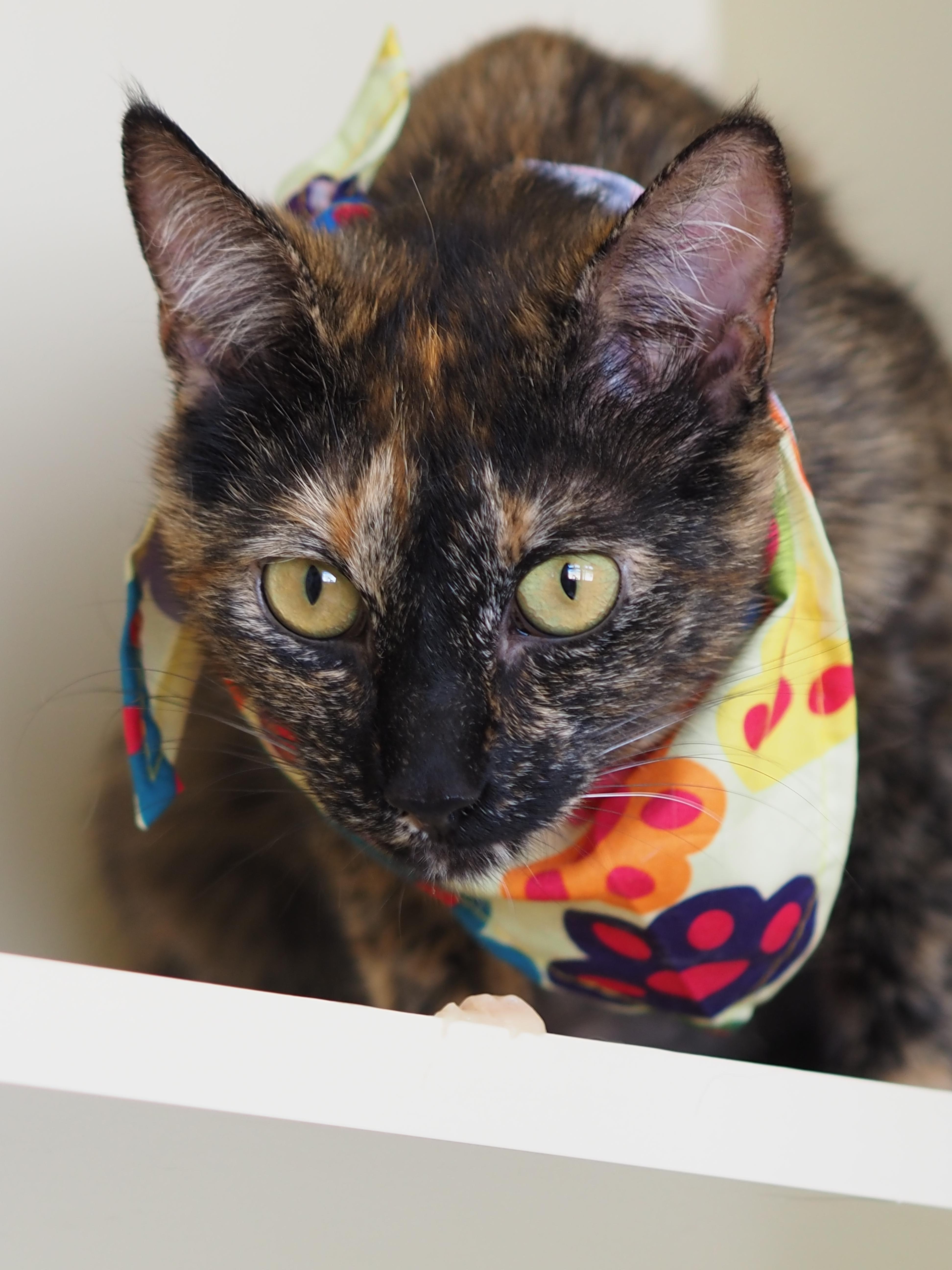 Celeste, a ADOPTABLE mixed breed in Buena Vista, CO image 2/3