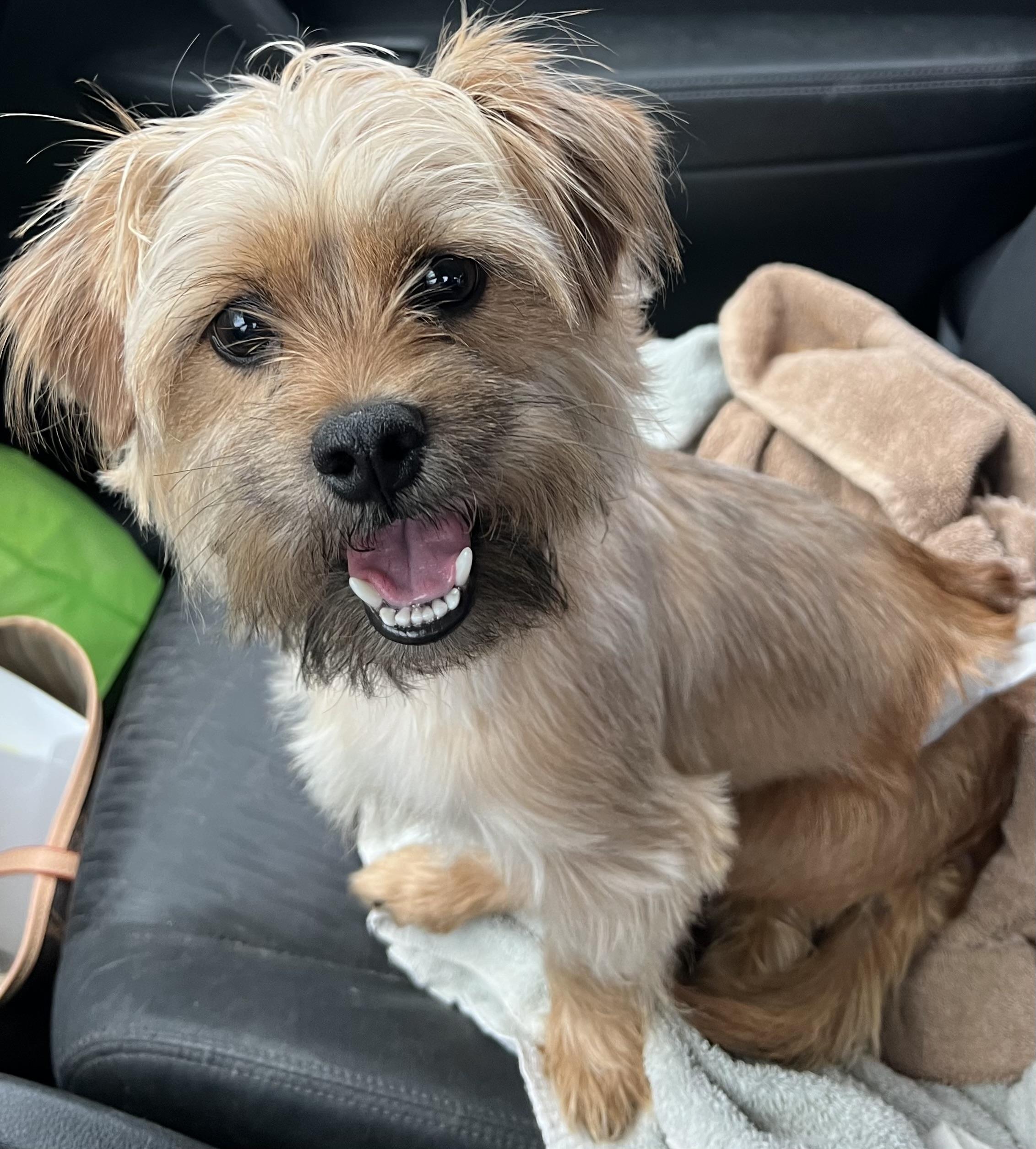 Dog for adoption - Eli, a Yorkshire Terrier & Shih Tzu Mix