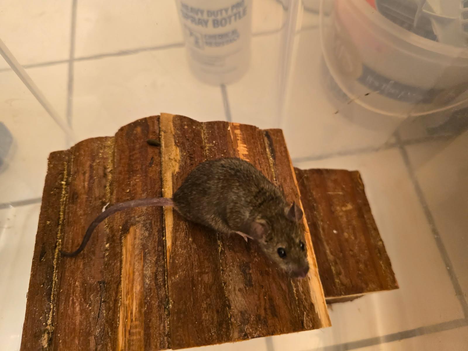 Batter, Adoptable, Adult Male Mouse.