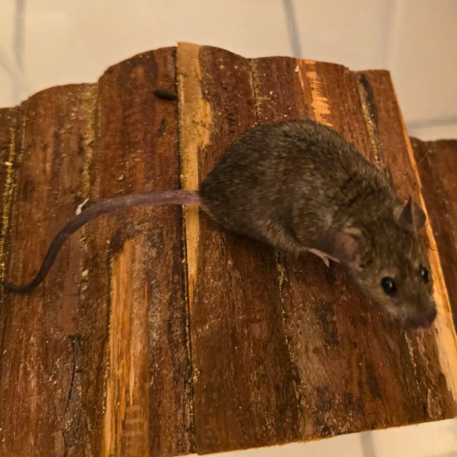 Enlarge Batter, a Adoptable Mouse in Saint Paul, MN image 1/6