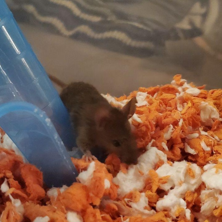 Enlarge Batter, a Adoptable Mouse in Saint Paul, MN image 2/6