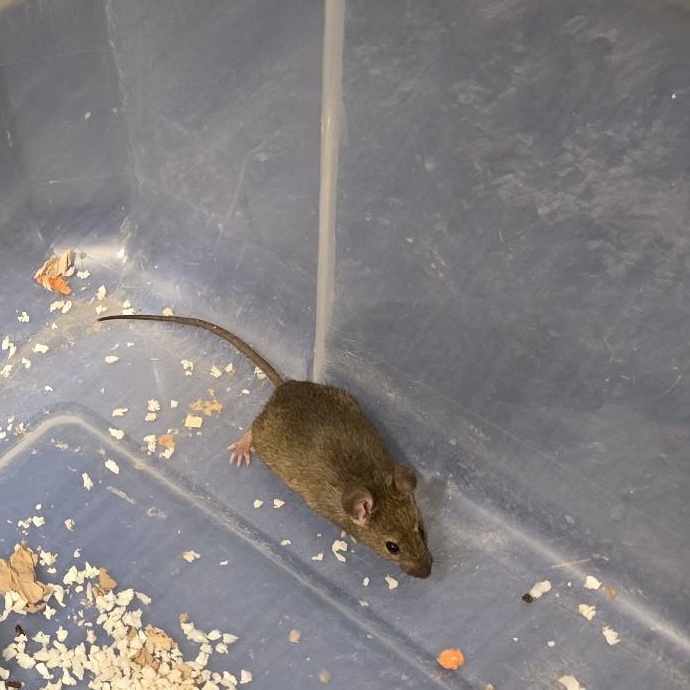 Enlarge Batter, a Adoptable Mouse in Saint Paul, MN image 3/6