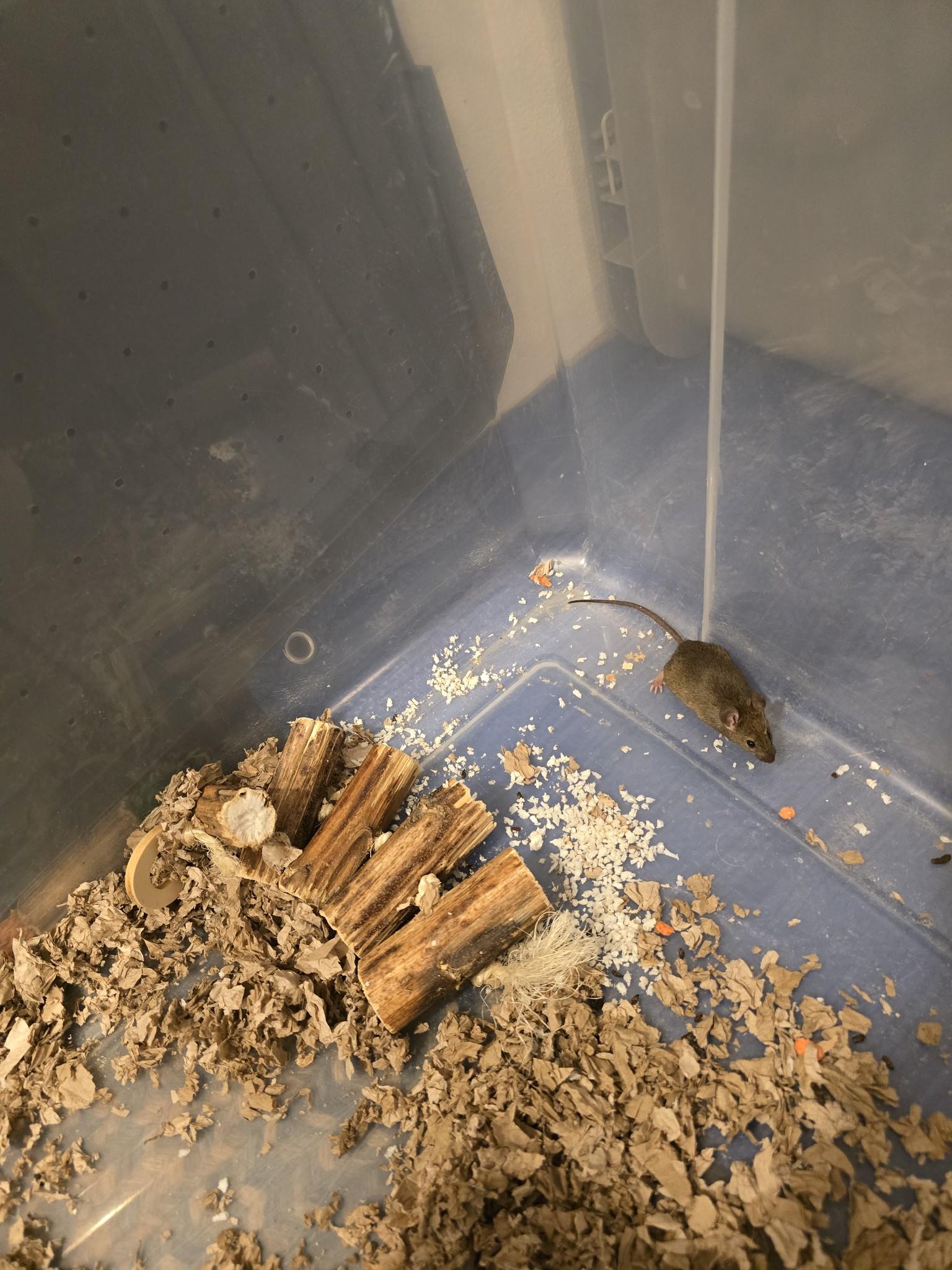 Batter, a Adoptable Mouse in Saint Paul, MN image 3/6