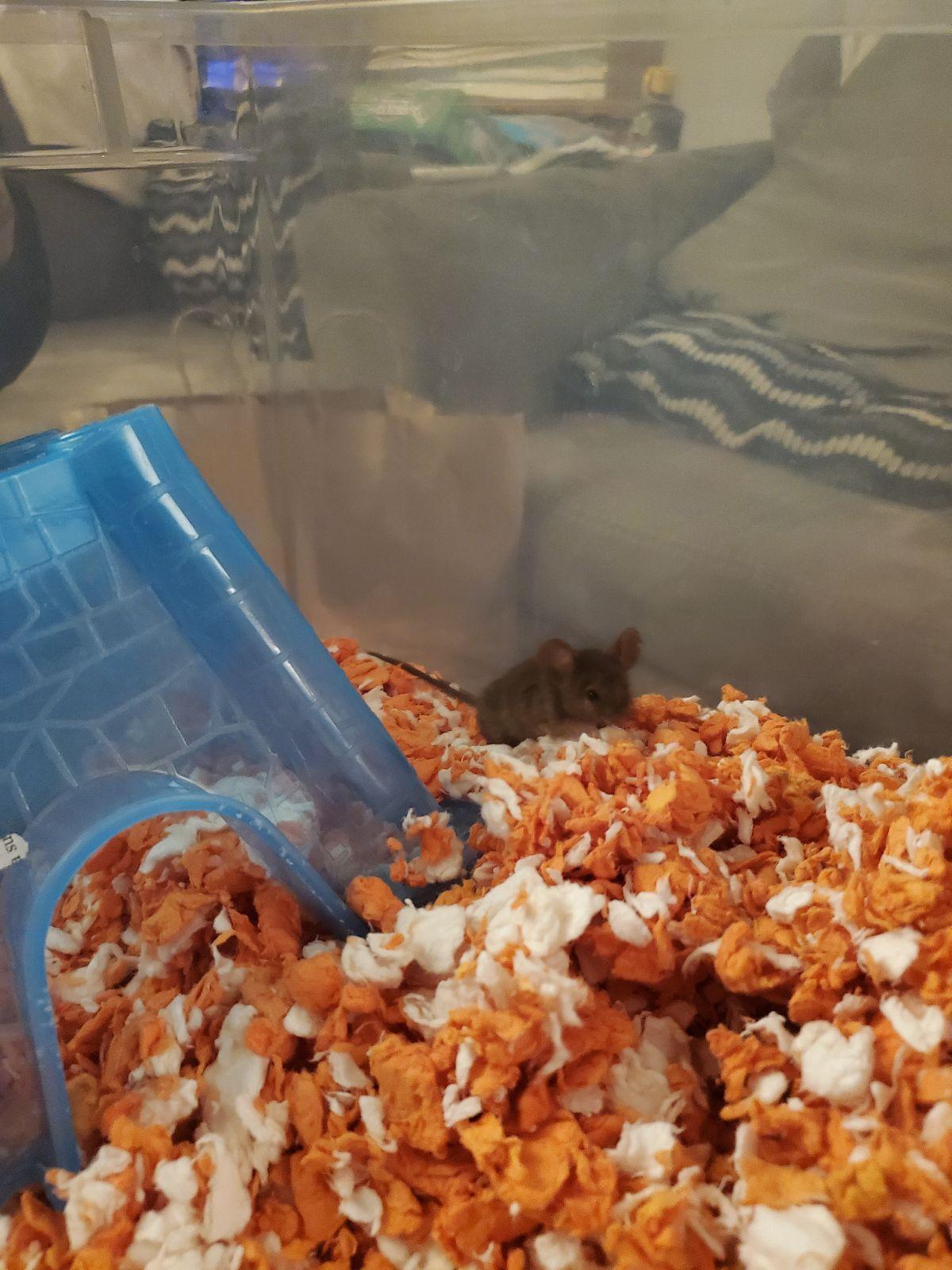 Batter, a Adoptable Mouse in Saint Paul, MN image 6/6