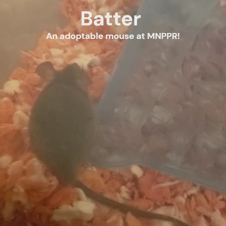 Enlarge Batter, a Adoptable Mouse in Saint Paul, MN video 4/6