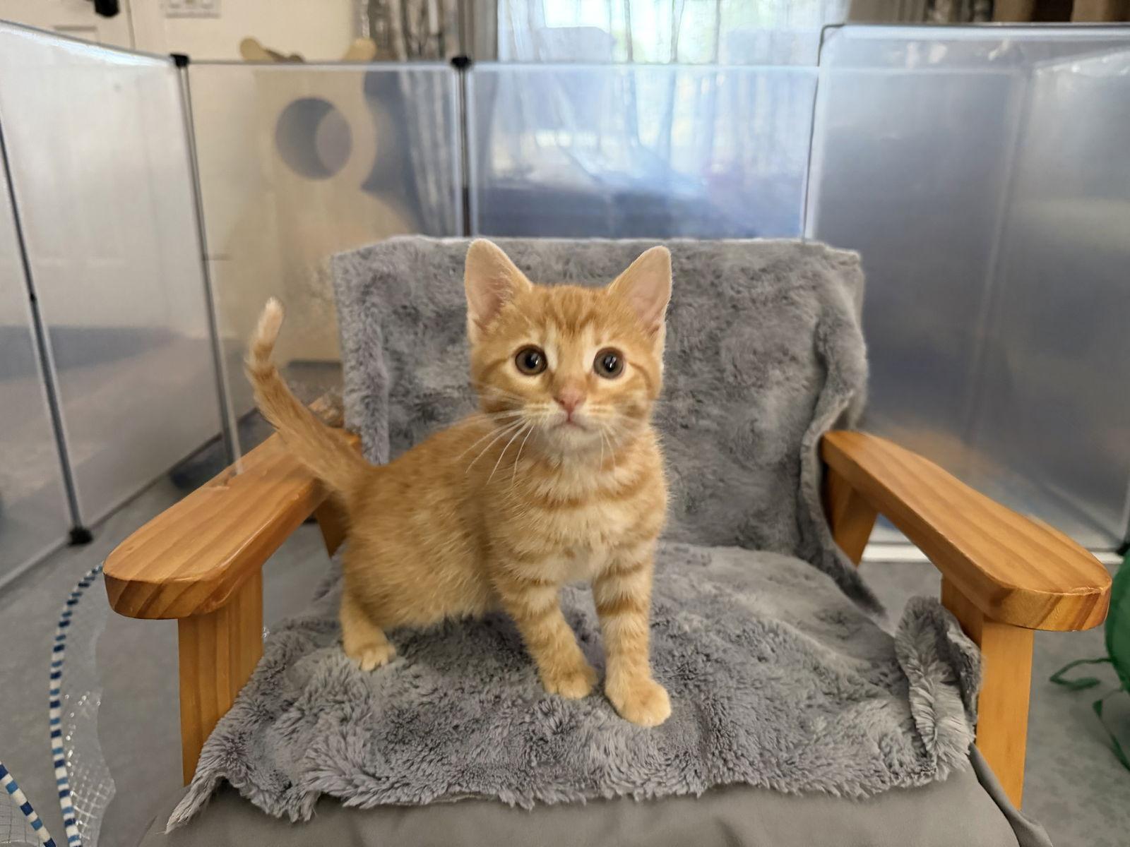 Enlarge Sugarplumm, a Adopted mixed breed in Laguna Niguel, CA image 3/3