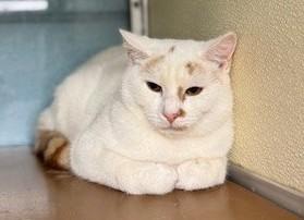 Enlarge Walker, a ADOPTABLE Domestic Short Hair in thomson, GA image 1/1