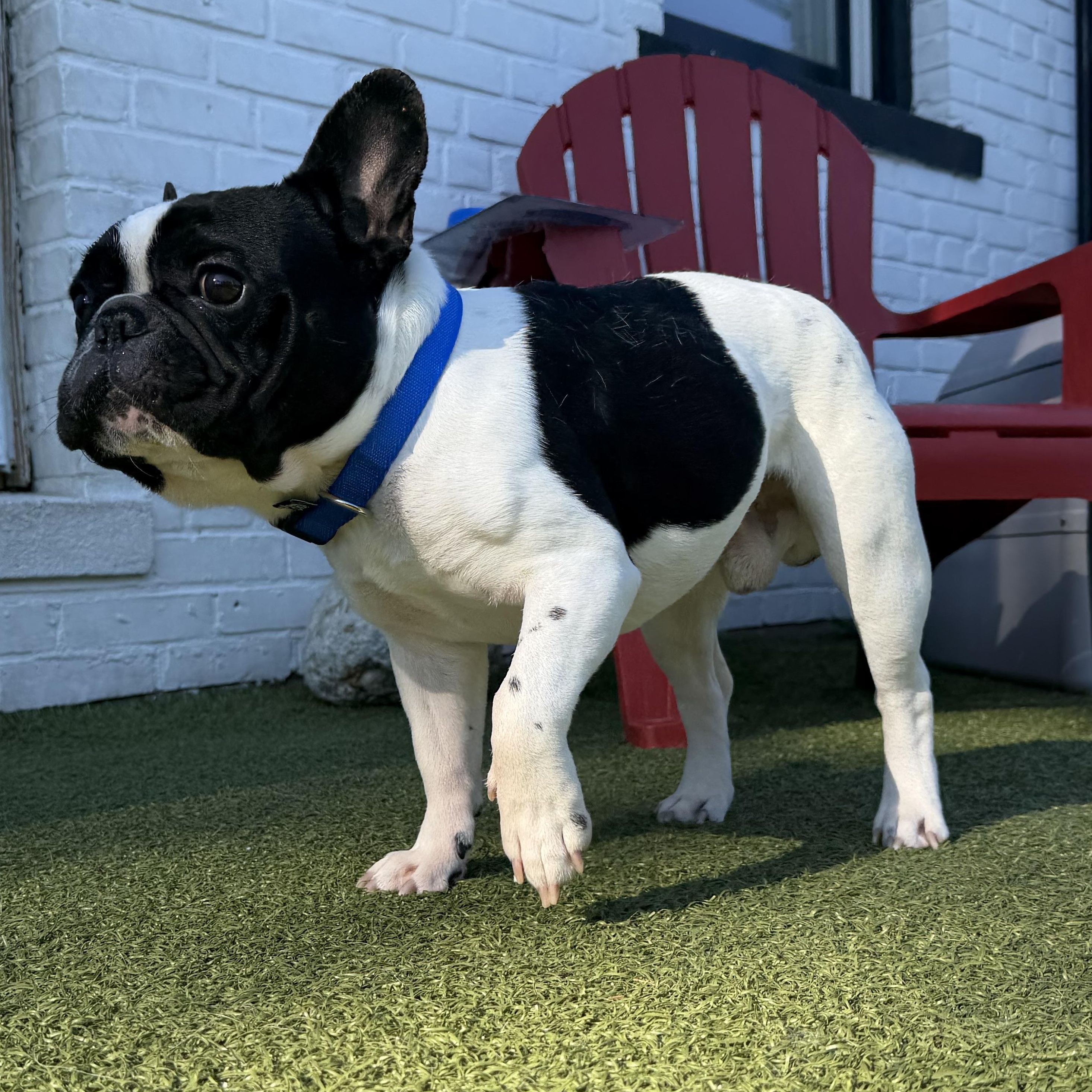 ROSCOE, a ADOPTABLE French Bulldog in Stamford, CT image 2/5