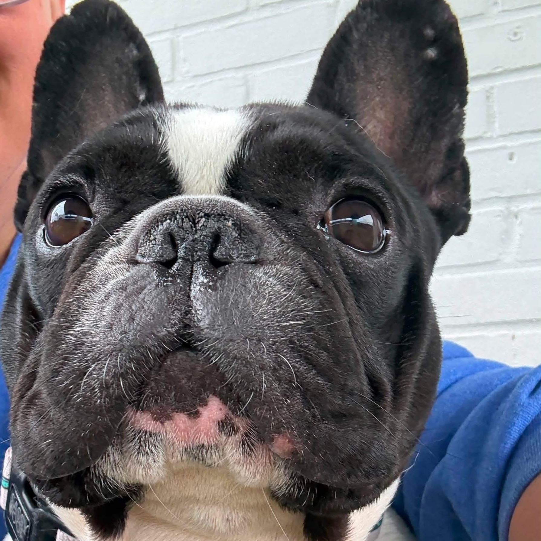 ROSCOE, ADOPTABLE, Adult Male French Bulldog.