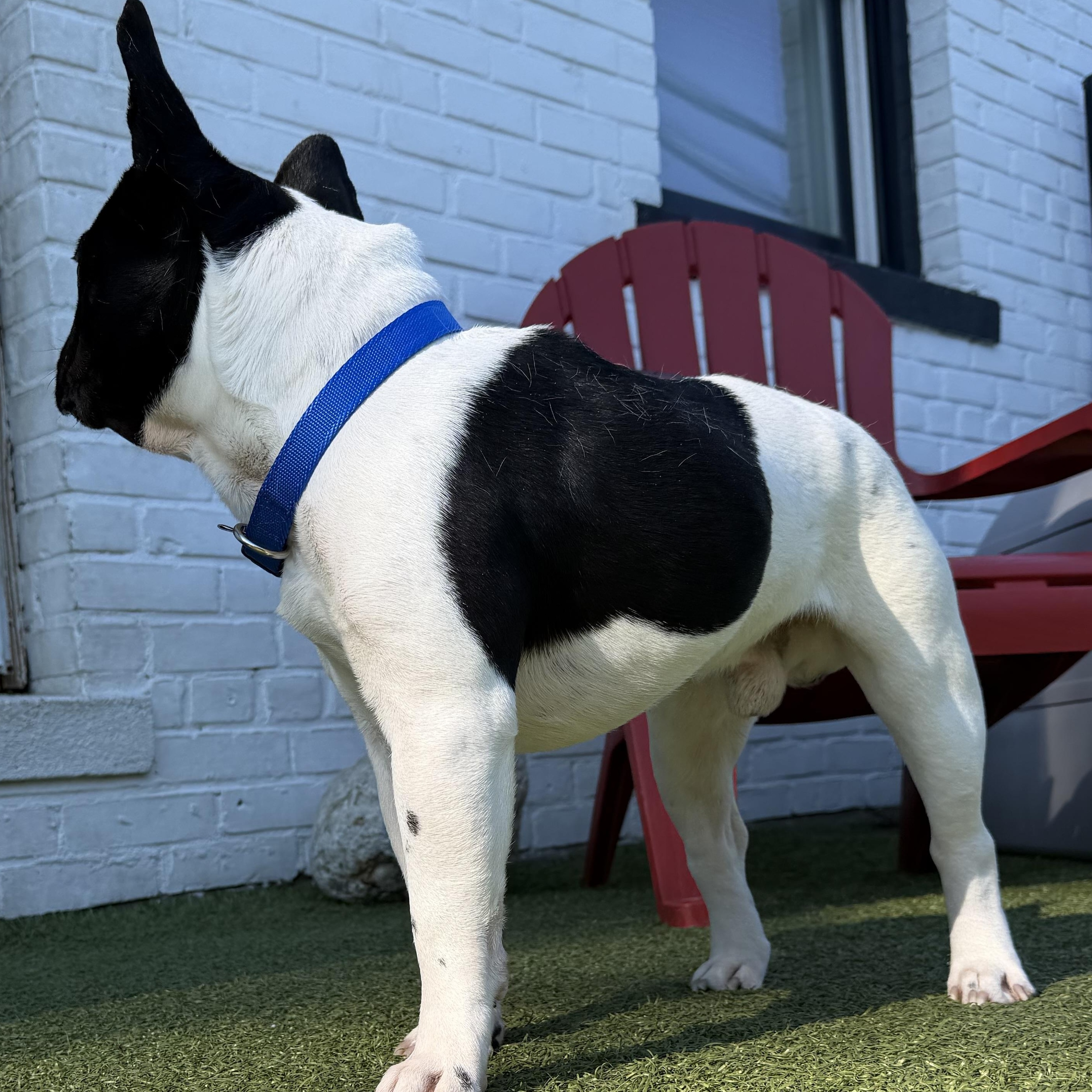 ROSCOE, a ADOPTABLE French Bulldog in Stamford, CT image 5/5