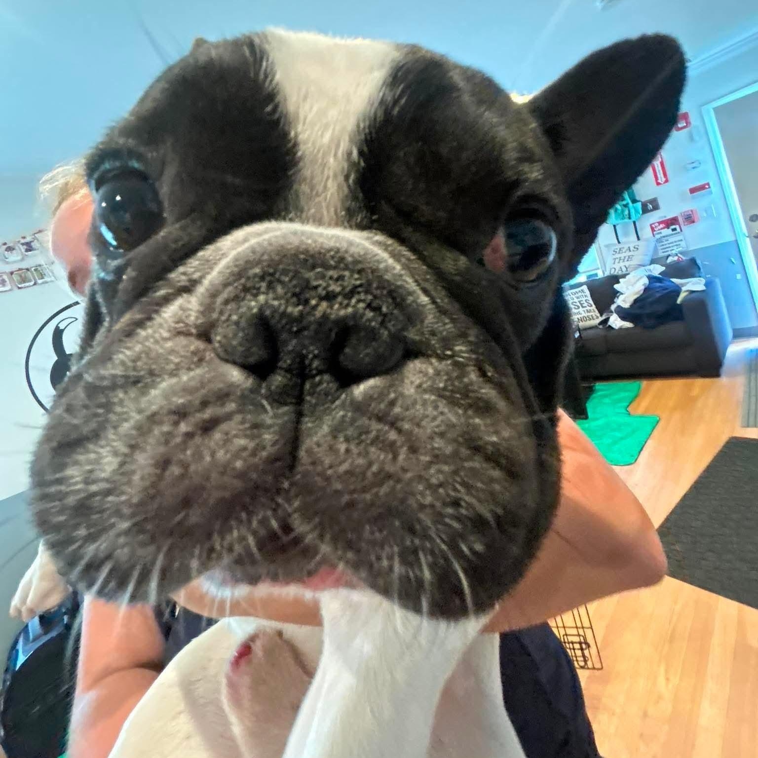 ROSCOE, a ADOPTABLE French Bulldog in Stamford, CT image 4/5