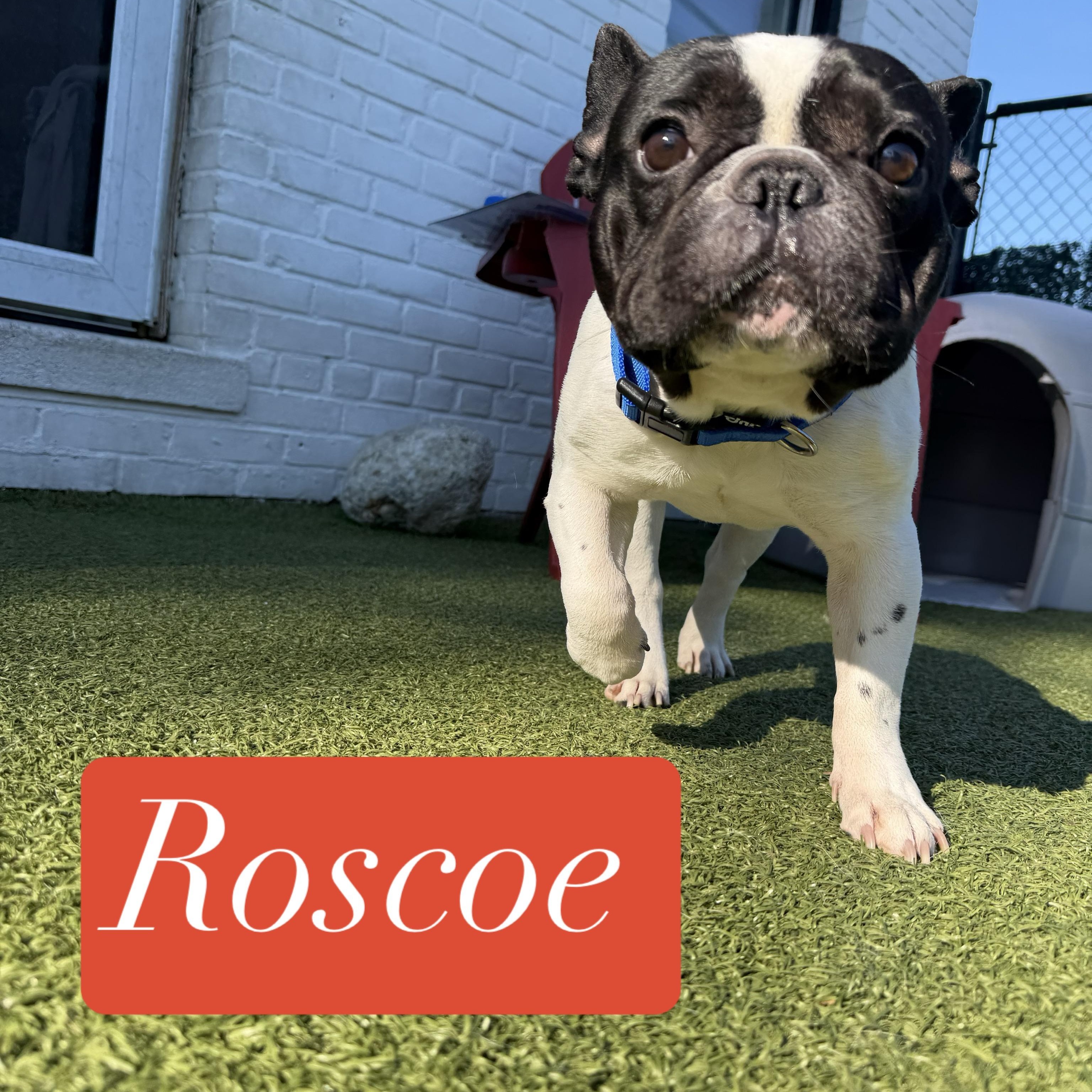 ROSCOE, a ADOPTABLE French Bulldog in Stamford, CT image 3/5