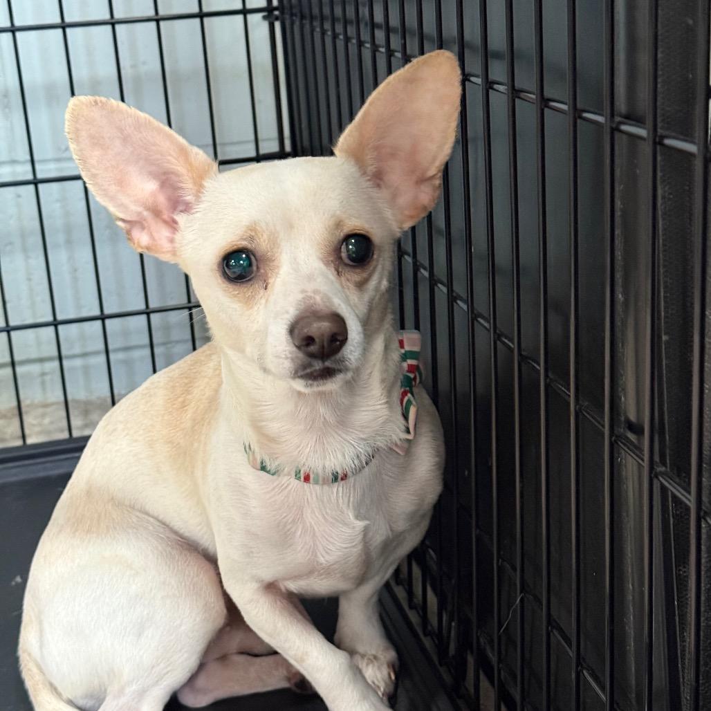 Enlarge Kruger $450, a Adoptable mixed breed in Milwaukee, WI image 1/5