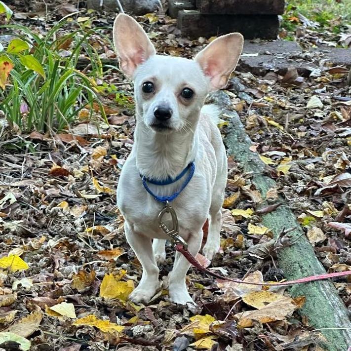 Enlarge Kruger $450, a Adoptable mixed breed in Milwaukee, WI image 2/5