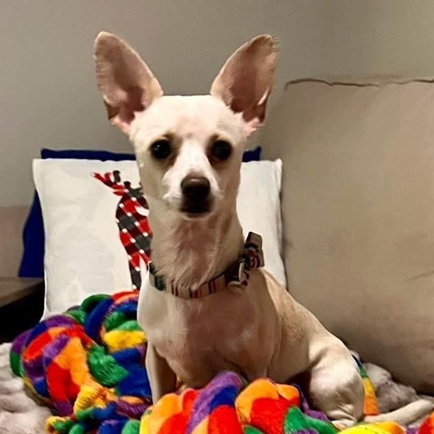 Enlarge Kruger $450, a Adoptable mixed breed in Milwaukee, WI image 3/5