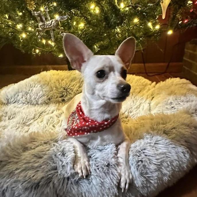 Enlarge Kruger $450, a Adoptable mixed breed in Milwaukee, WI image 4/5