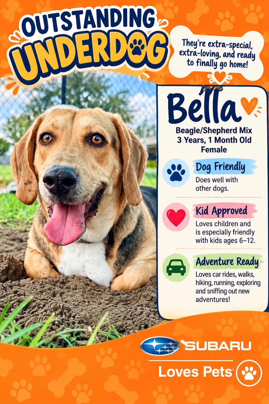 Bella, Adoptable, Adult Female Beagle & German Shepherd Dog.