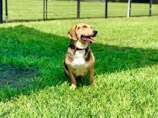 Enlarge Bella, a Adoptable mixed breed in Winter Haven, FL image 2/2