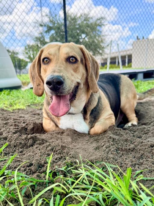 Enlarge Bella, a Adoptable mixed breed in Winter Haven, FL image 1/2