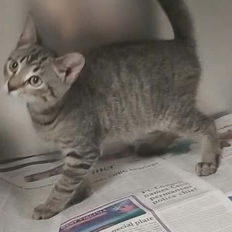 Asgardian Brothers: Thor, Adoptable, Kitten Male Domestic Short Hair.